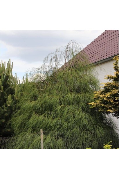 Кипарисовик Дропінг Соло - використання в ландшафті